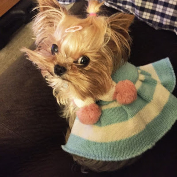 Meet your Posher, Cassidy - Picture 1 of 1